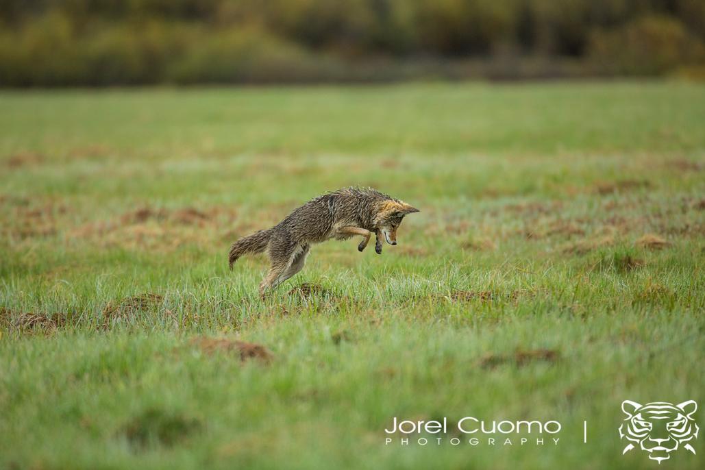 Name:  coyotejumpingsmall.jpg
Views: 539
Size:  71.8 KB