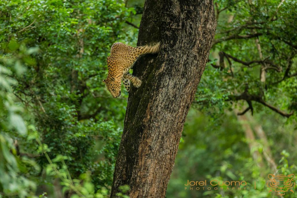 Name:  leoparddowntreelow.jpg
Views: 663
Size:  124.6 KB