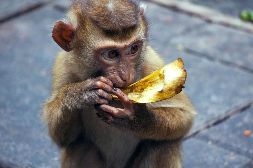 Name:  17199-MonkeyBaby-Display.jpg
Views: 2920
Size:  76.0 KB