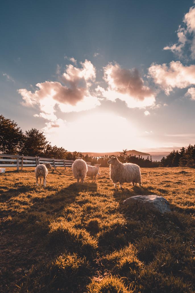 Name:  sheepy as ****.jpg
Views: 468
Size:  108.3 KB