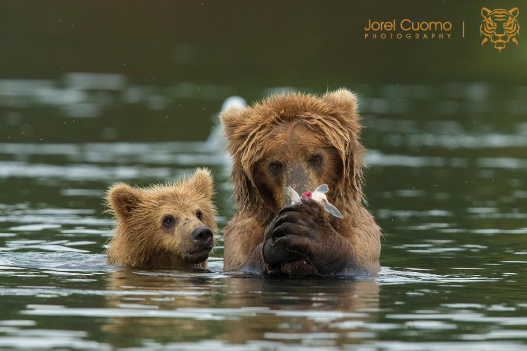 Name:  bearsmall.jpg
Views: 376
Size:  83.1 KB