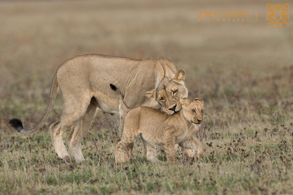 Name:  lionandcub-fm.jpg
Views: 419
Size:  85.6 KB
