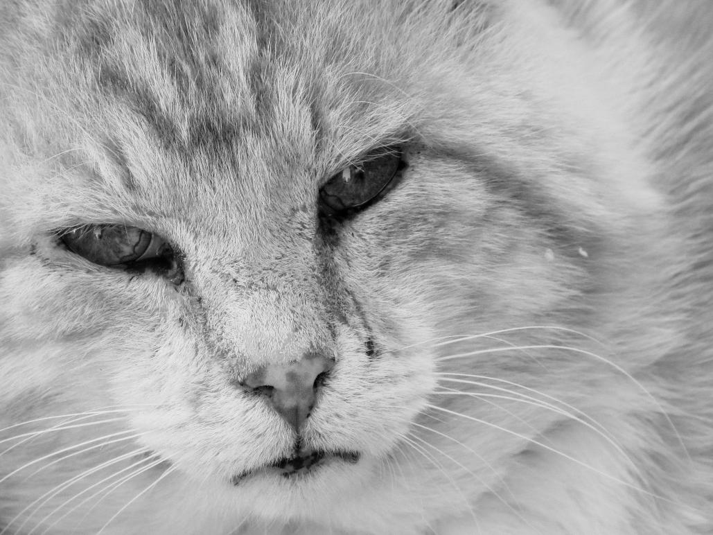 Name:  cat-headshot.jpg
Views: 718
Size:  124.4 KB