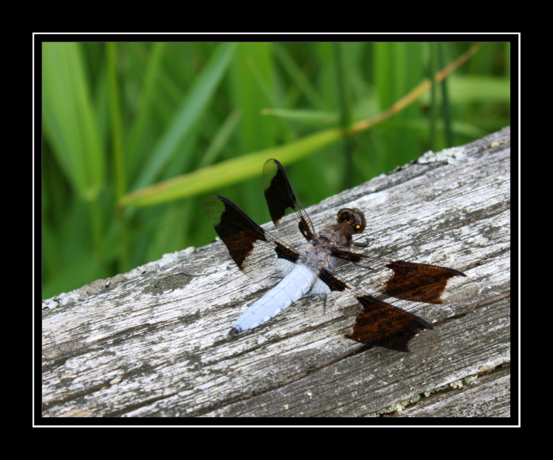 Name:  DragonFly.jpg
Views: 543
Size:  204.2 KB