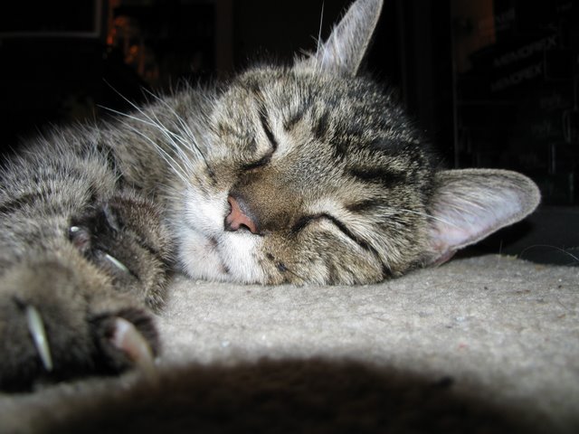 Name:  IMG_0357.JPG
Views: 498
Size:  66.8 KB