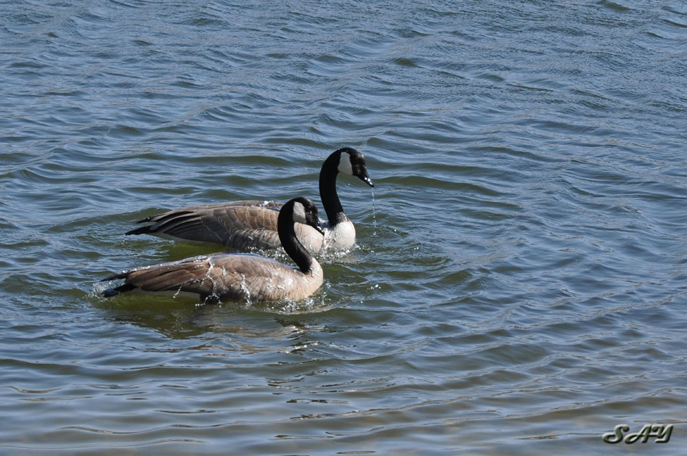 Name:  Geese 16.jpg
Views: 231
Size:  190.0 KB