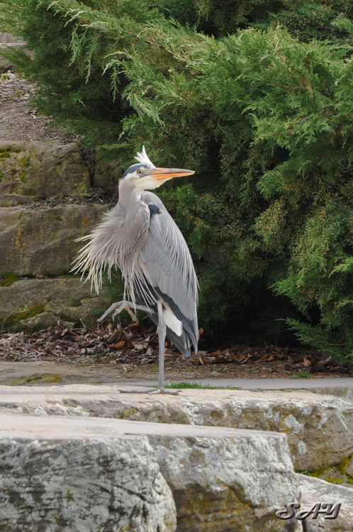 Name:  Heron 16.jpg
Views: 391
Size:  229.7 KB