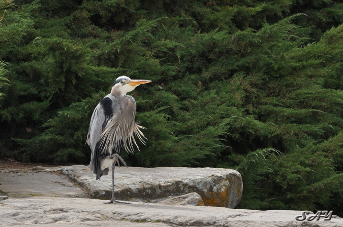 Name:  Heron 25.jpg
Views: 183
Size:  170.6 KB