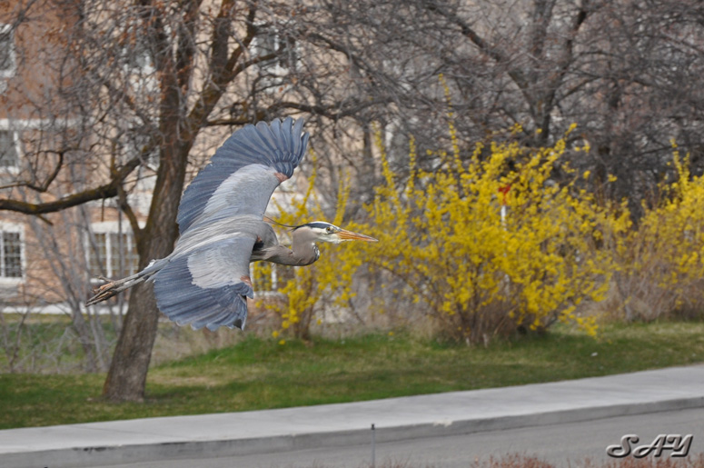 Name:  Heron 12.jpg
Views: 401
Size:  188.1 KB
