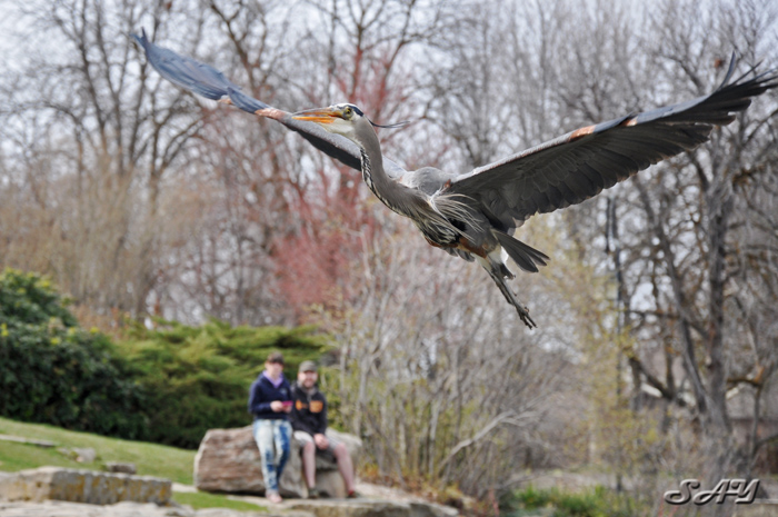 Name:  Heron 30.jpg
Views: 393
Size:  215.7 KB