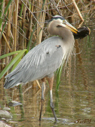 Name:  Heron 4.jpg
Views: 362
Size:  86.8 KB