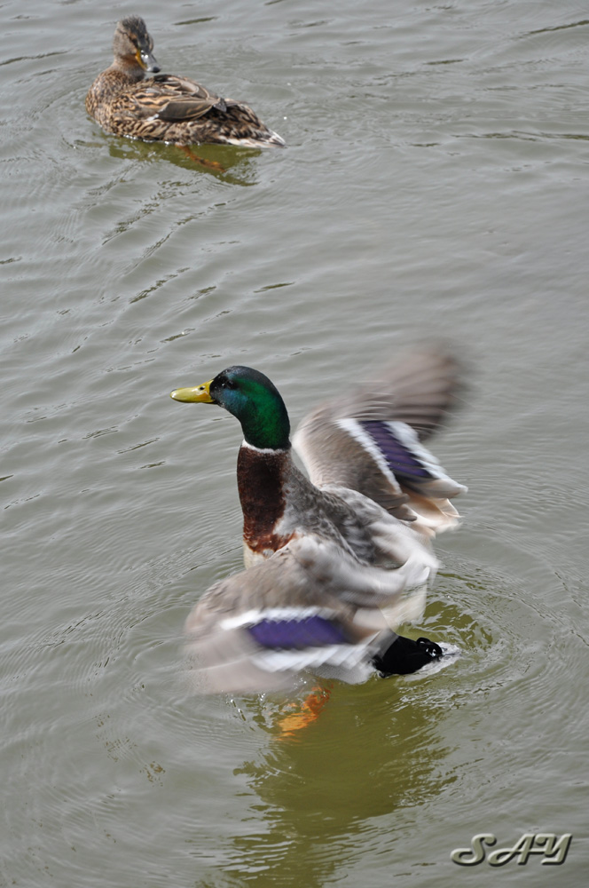 Name:  Ducks 1.jpg
Views: 146
Size:  206.0 KB