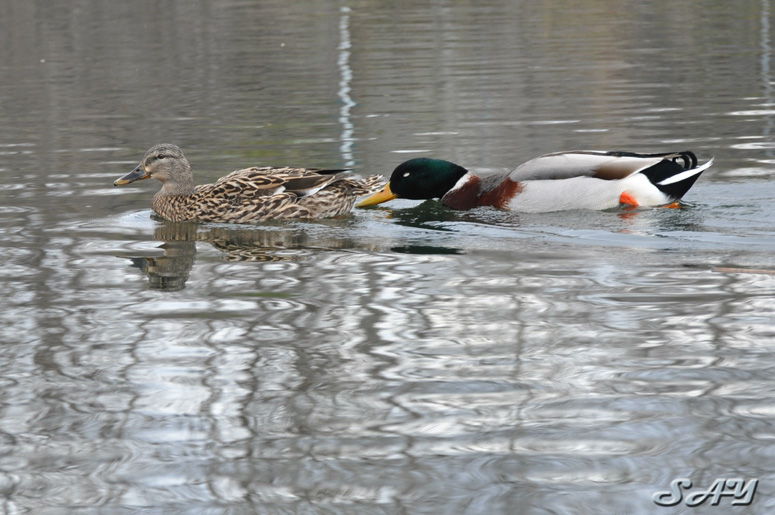 Name:  Ducks 7.jpg
Views: 573
Size:  165.8 KB