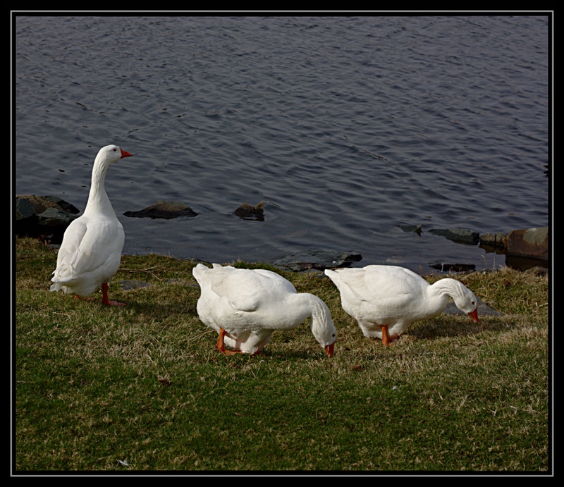 Name:  IMG_6828.edited.jpg
Views: 382
Size:  235.1 KB