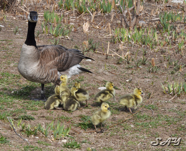 Name:  Goslings 6.jpg
Views: 209
Size:  189.1 KB