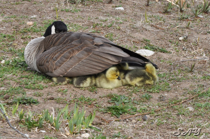 Name:  Goslings 9.jpg
Views: 201
Size:  189.7 KB