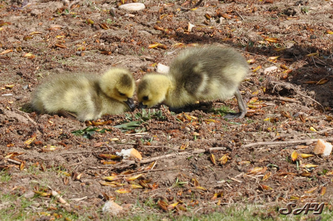 Name:  Goslings 14.jpg
Views: 197
Size:  188.8 KB