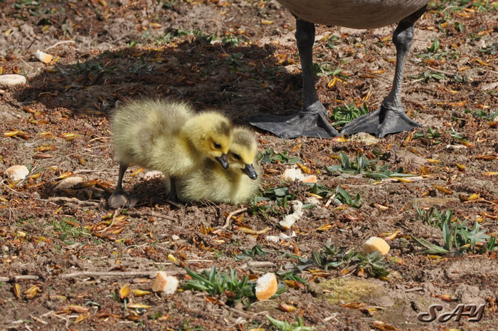 Name:  Goslings 26.jpg
Views: 196
Size:  211.7 KB