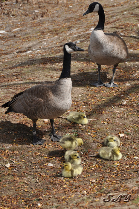 Name:  Goslings 28.jpg
Views: 189
Size:  195.5 KB