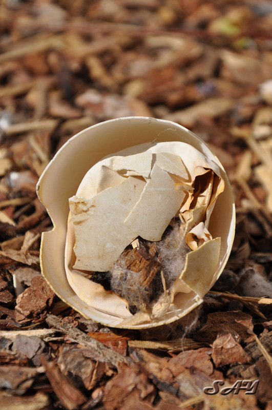 Name:  Shell 1.jpg
Views: 360
Size:  185.8 KB