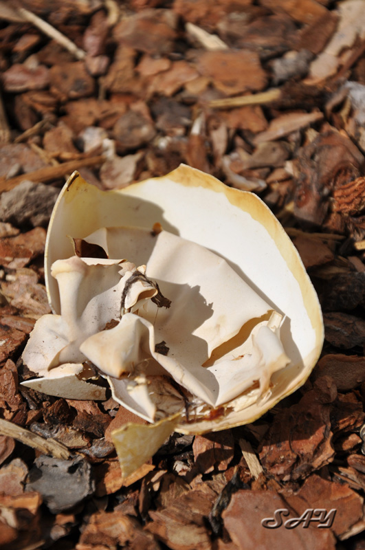 Name:  Shell 2.jpg
Views: 349
Size:  195.3 KB