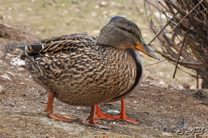 Name:  Ducks 4.jpg
Views: 386
Size:  207.5 KB