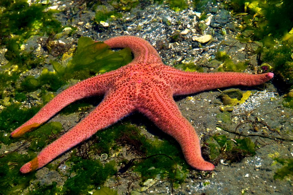 Name:  Starfish 009.jpg
Views: 234
Size:  176.5 KB