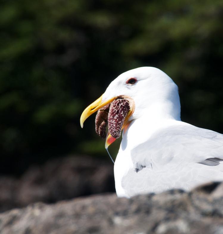 Name:  Seagull with starfish 010.jpg
Views: 172
Size:  37.1 KB