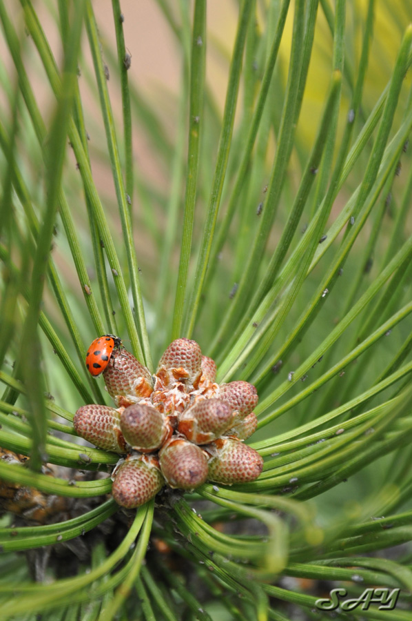 Name:  Pine Cones 5.jpg
Views: 802
Size:  220.2 KB