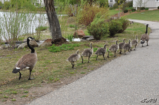 Name:  Goslings 1.jpg
Views: 379
Size:  216.7 KB