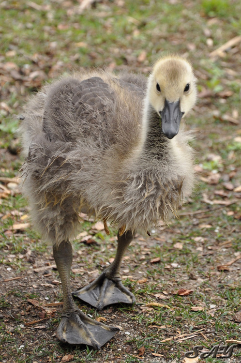 Name:  Goslings 7.jpg
Views: 371
Size:  220.1 KB