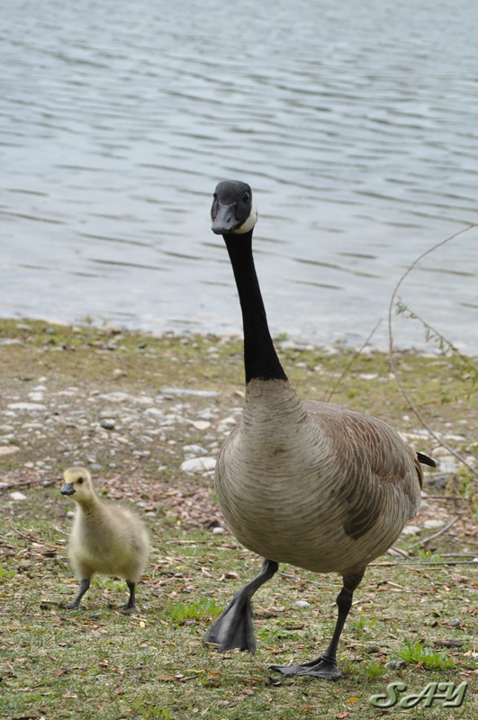 Name:  Goslings 11.jpg
Views: 392
Size:  197.2 KB