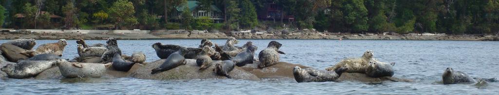 Name:  seals 014.jpg
Views: 154
Size:  45.2 KB