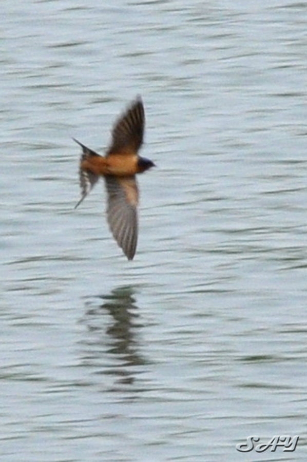 Name:  Swallow 4.jpg
Views: 666
Size:  144.7 KB