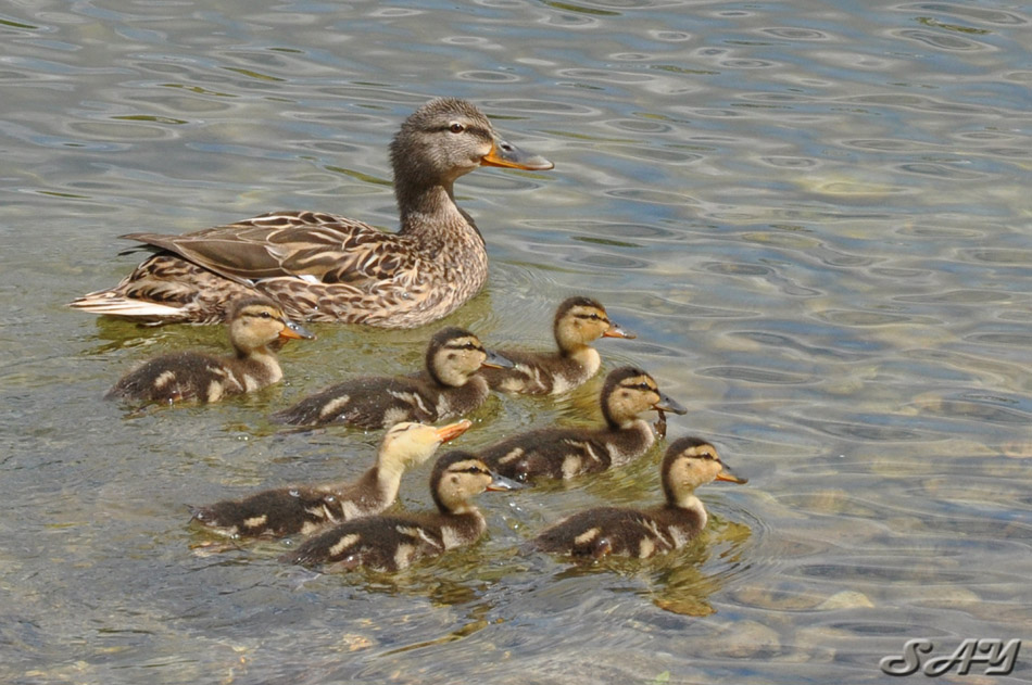 Name:  Ducklings 2.jpg
Views: 579
Size:  193.0 KB