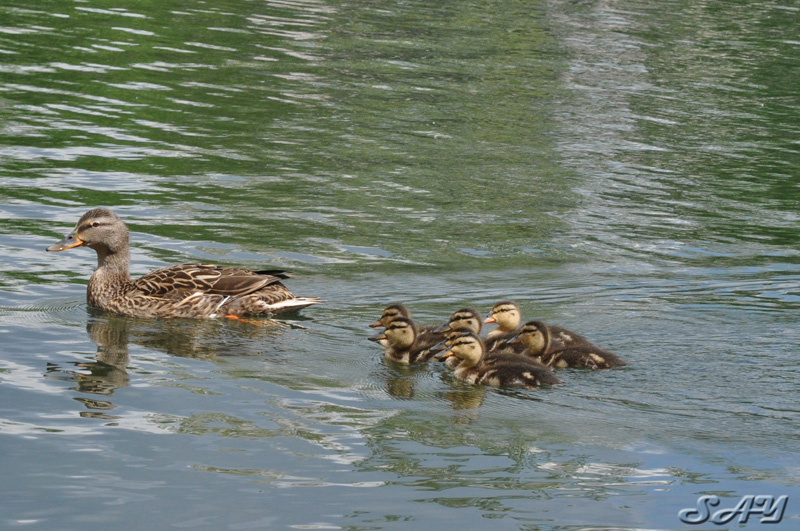 Name:  Ducklings 3.jpg
Views: 289
Size:  217.5 KB