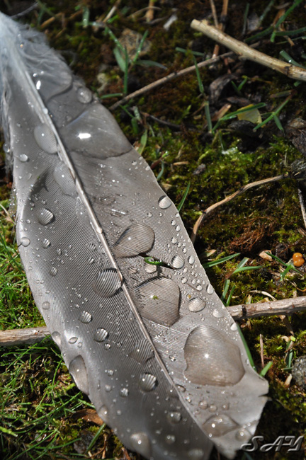 Name:  Feather 5.jpg
Views: 553
Size:  185.3 KB