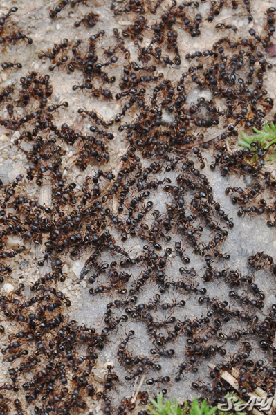 Name:  Ants 3.jpg
Views: 171
Size:  211.7 KB