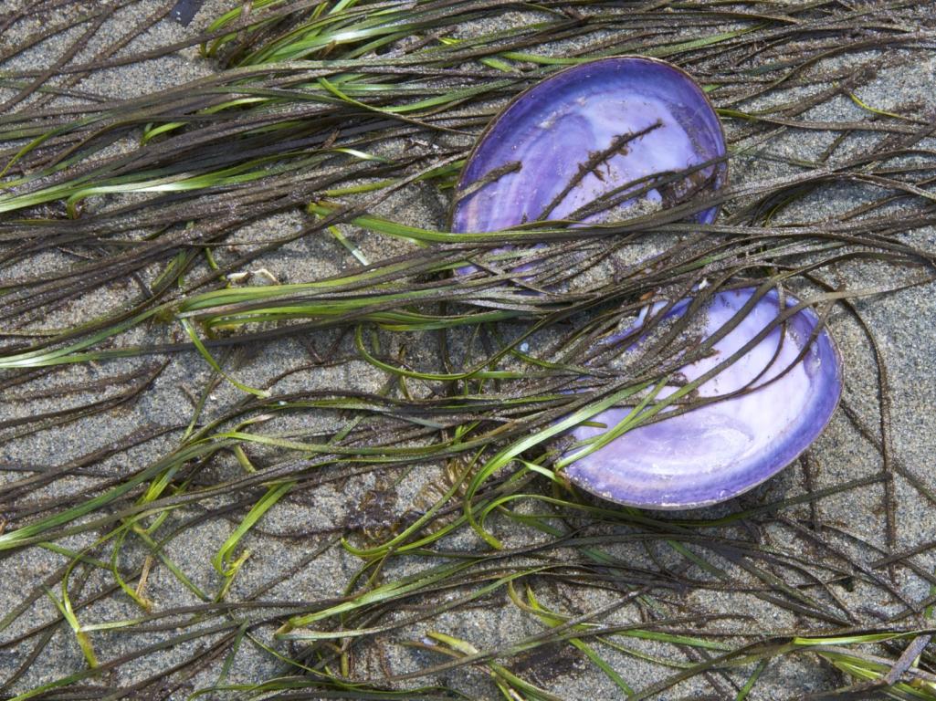 Name:  Purple shell on beach.jpg
Views: 448
Size:  198.2 KB
