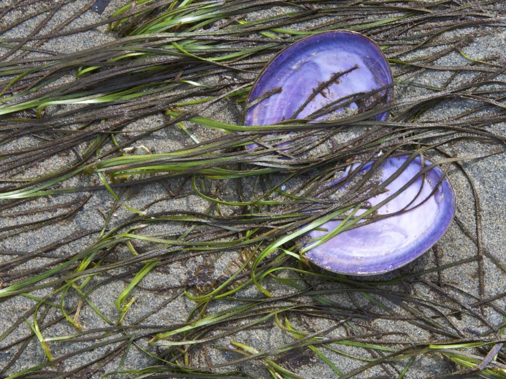 Name:  Purple shell on beach.jpg
Views: 193
Size:  198.2 KB