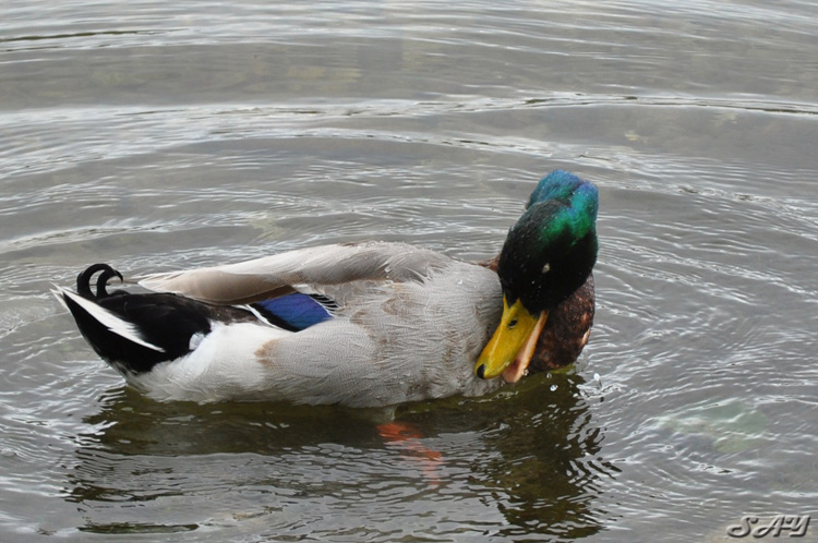 Name:  Duck 5.jpg
Views: 398
Size:  162.5 KB