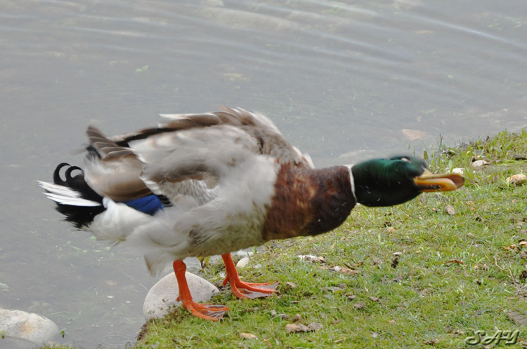 Name:  Duck 7.jpg
Views: 175
Size:  163.1 KB