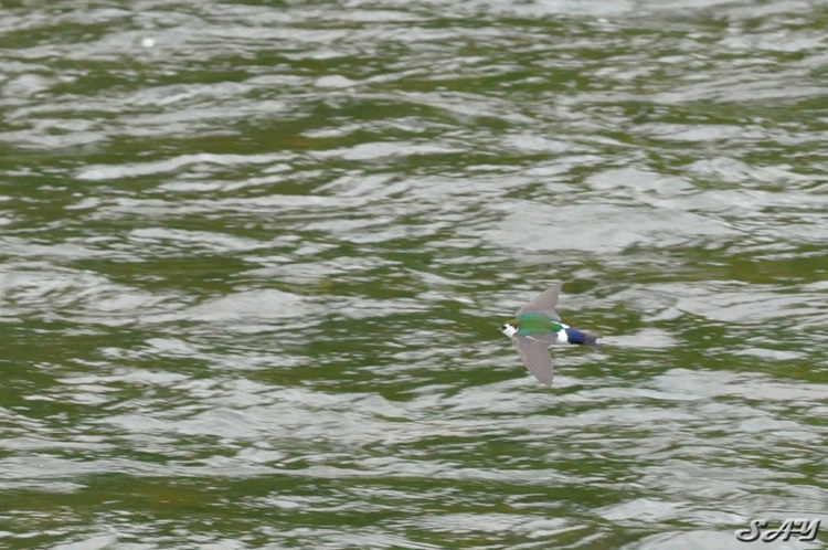 Name:  Swallow 27.jpg
Views: 373
Size:  181.3 KB