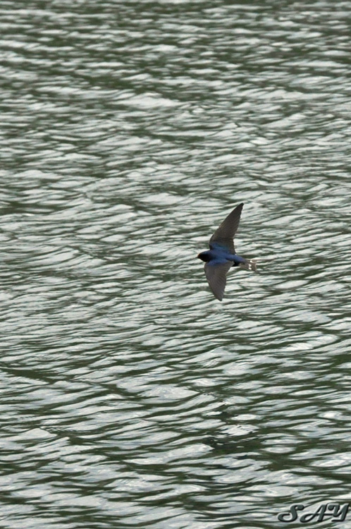 Name:  Swallow 40.jpg
Views: 157
Size:  217.9 KB