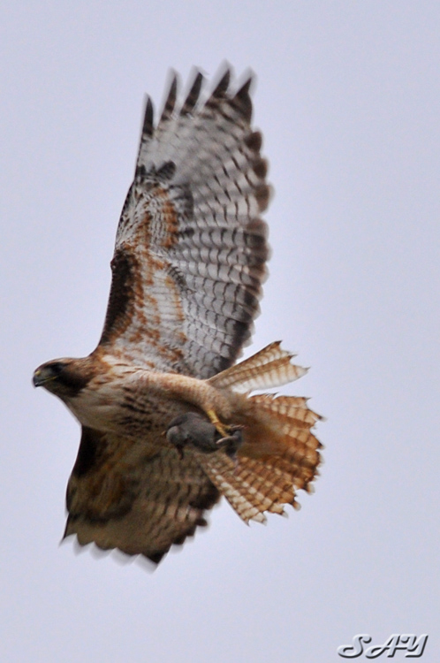 Name:  Raptor 2.jpg
Views: 377
Size:  169.7 KB