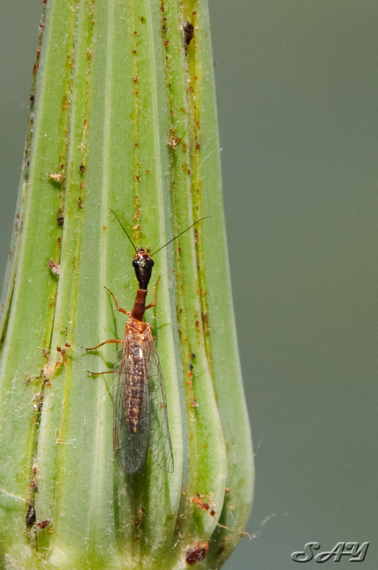 Name:  Snake Fly 1.jpg
Views: 388
Size:  166.9 KB