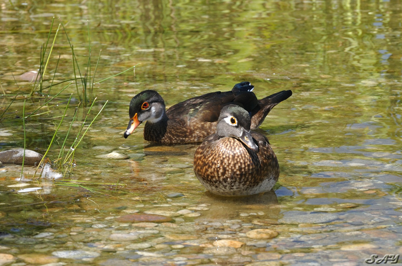 Name:  Duck 5.jpg
Views: 305
Size:  226.3 KB