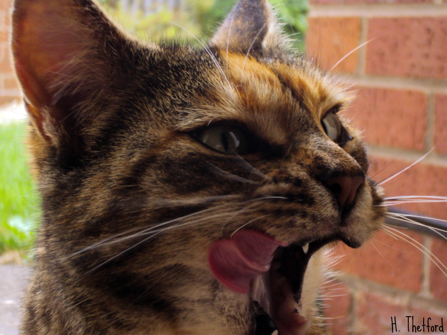 Name:  Lucy.jpg
Views: 325
Size:  233.4 KB