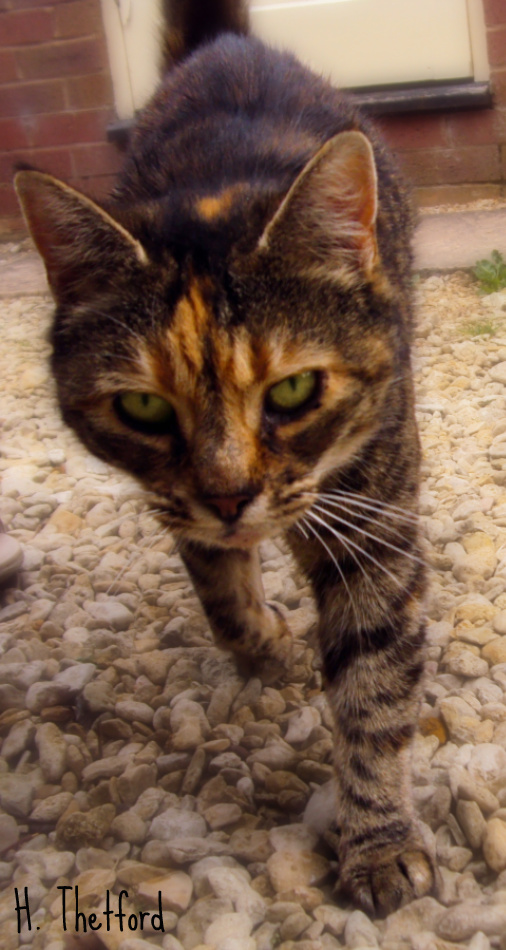 Name:  Lucy on the prowl.jpg
Views: 342
Size:  228.0 KB