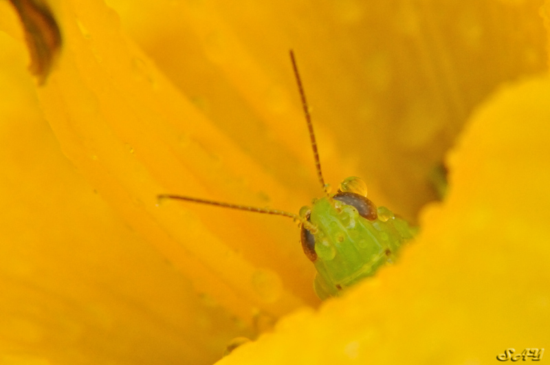 Name:  Bug 2.jpg
Views: 358
Size:  133.7 KB